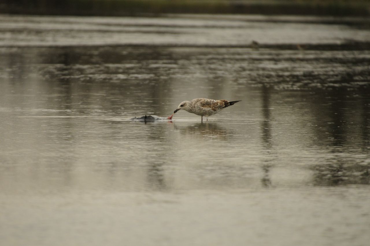 Gabbiano reale medit. , chiedo conferma.